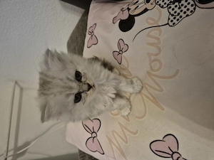  Zum Verlieben: 5 wunderschöne Perser BLH Kitten (5 Wochen) suchen ihr Für- Bild 17