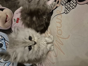  Zum Verlieben: 5 wunderschöne Perser BLH Kitten (5 Wochen) suchen ihr Für- Bild 15