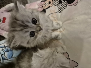  Zum Verlieben: 5 wunderschöne Perser BLH Kitten (5 Wochen) suchen ihr Für- Bild 16
