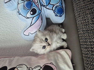  Zum Verlieben: 5 wunderschöne Perser BLH Kitten (5 Wochen) suchen ihr Für- Bild 14