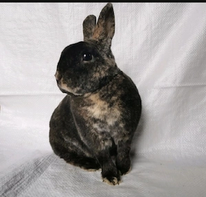 Zwergrex japanerfarbig 