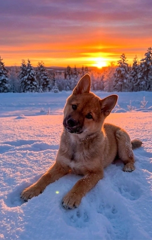 shiba inu reinrassig