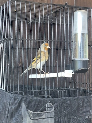 verkaufe  Stieglitz-Mix (mischling