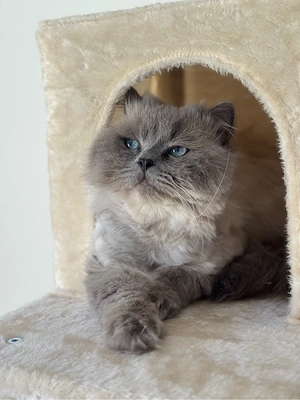 Wunderschöner Kater mit blauen Augen 