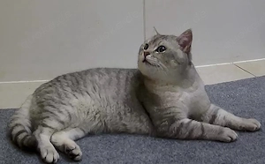 Erfahrener BKH Deckkater silver tabby