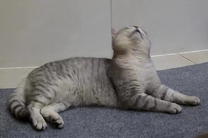 Erfahrener BKH Deckkater silver tabby