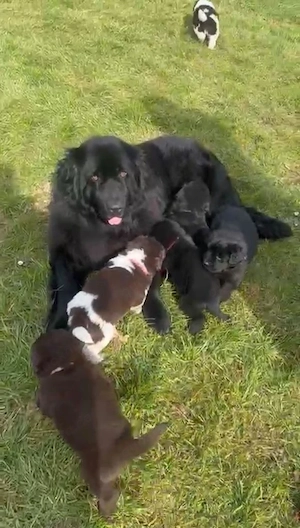 Neufundländerwelpen suchen ein liebevolles Zuhause