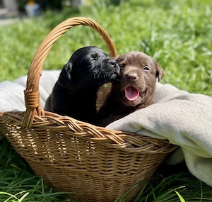 Süße Labradorwelpen in schwarz und chocolate suchen neues Zuhause