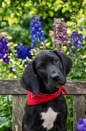 Deutsche Dogge Welpen (Abgabebereit)