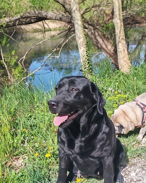 Labrador Hündin 4j schwarz 53cm 30kg bundesweit ausreisebereit 