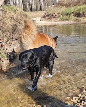 Labrador Hündin 4j schwarz 53cm 30kg bundesweit ausreisebereit 