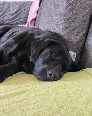 Labrador Hündin 4j schwarz 53cm 30kg bundesweit ausreisebereit 