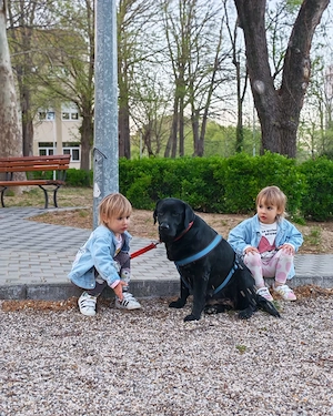 Labrador Hündin 4j schwarz 53cm 30kg bundesweit ausreisebereit 