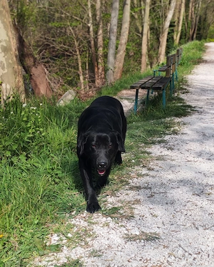 Labrador Hündin 4j schwarz 53cm 30kg bundesweit ausreisebereit 