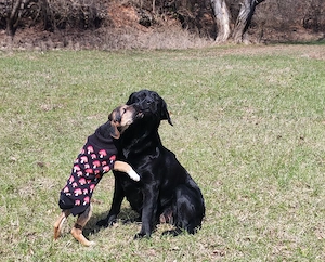 Labrador Hündin 4j schwarz 53cm 30kg bundesweit ausreisebereit 