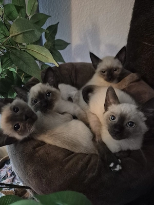 siam kitten suchen ihr zuhause 