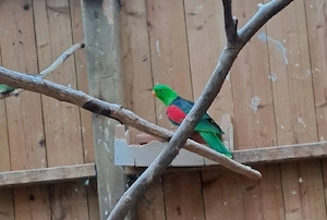 Rotflügelsittich Hahn zu verkaufen