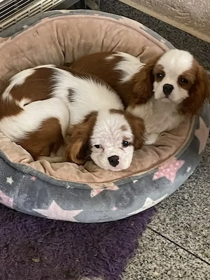 Cavalier King Charles Spaniel Welpen, Rüden mit Papieren 