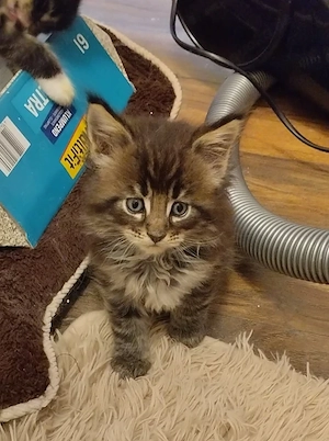 Kleine Trolle  Bild 3