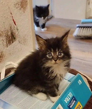 Kleine Trolle  Bild 2