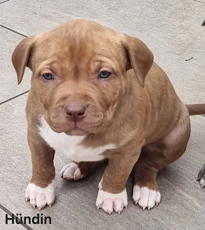 American Bully-Welpen