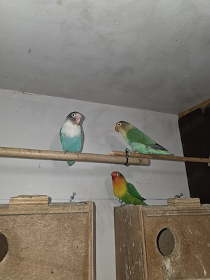 Guten tag. Wir geben noch zwei. Schöne pärchen. Unvertrennliche inliebe volle hände ab.