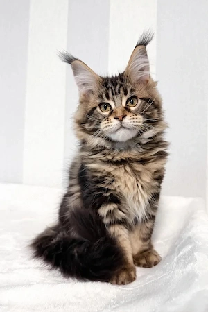 Typvoller Maine Coon Kater 4 Monate Black Tabby mit tollen Luchspinseln