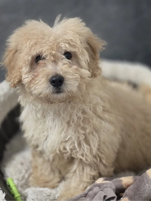 Wunderschöner Maltipoo Welpe