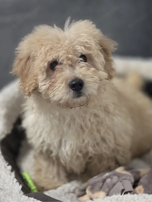 Wunderschöner Maltipoo Welpe