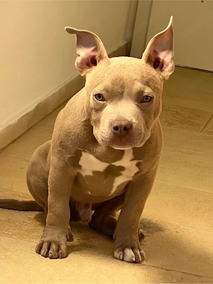 American Bully Pocket