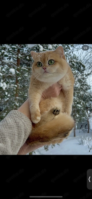 Suche bkh blh katze mit stammbaum 