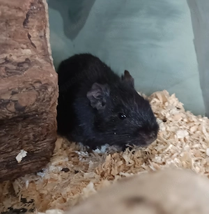 Degu weiblich Weibchen 2 jährige Dame