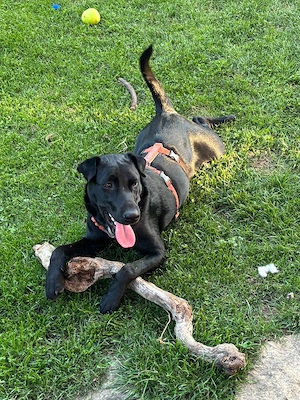 Liebevolle Hündin sucht Zuhause