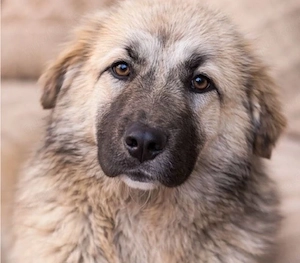 Limaro - sucht sein Zuhause!