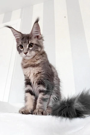 Zauberhafte Maine Coon Kätzin 4 Monate Silver Tabby & sehr verspielt