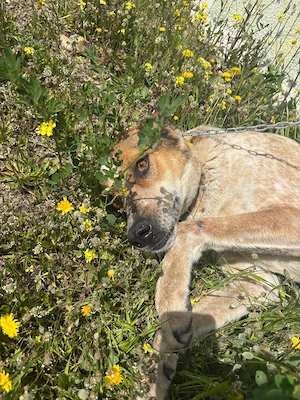 **LINO** Mischlingsrüde, kastriert ca 2 Jahre