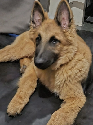 Terveuren Rüde 16 Wochen 