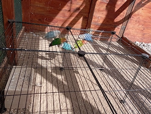 Vogelart Unzertrennlichen 