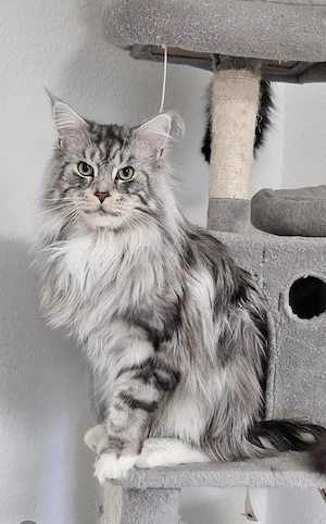 Deckkater Maine Coon 