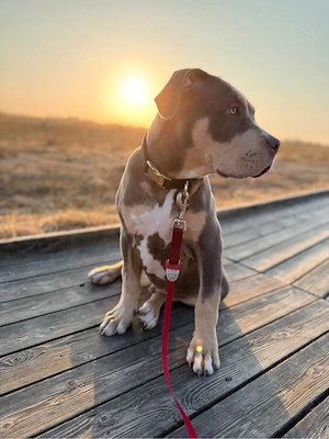 Bully XL 3,5Monate jung 