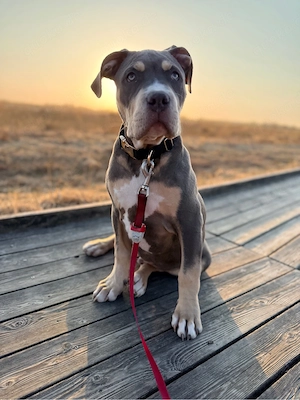 bully xl rüde 3,5 monate jung 