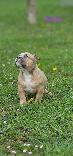 Erstklassige American Pocket Bully Welpen Abgabebereit 