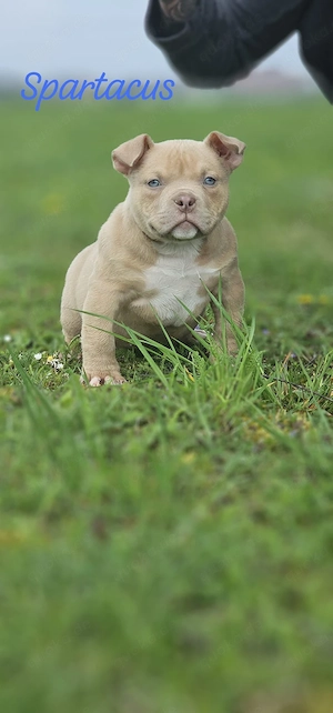 Erstklassige American Pocket Bully Welpen Abgabebereit 