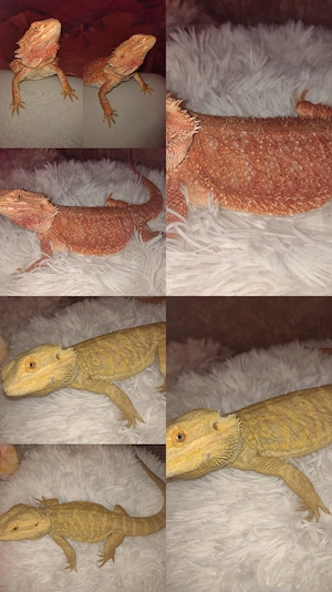 Süße Bartagame-Babys Pogona vitticeps  Extreme Red   High Red Linie, verschiedene Farben & Zeichnung
