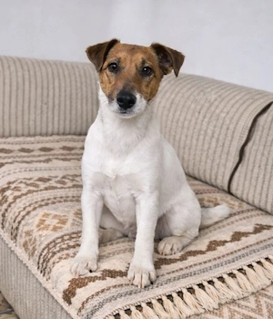 Cleo - Foxterrier sucht dich!