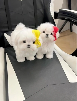 Malteser 0176 14722125