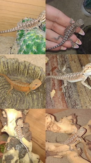 Süße Bartagame-Babys Pogona vitticeps Extreme Red High Red Linie, verschiedene Farben & Zeichnung
