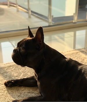 Herzenshund Maila (4) sucht dringend ihr Für-immer-Zuhause