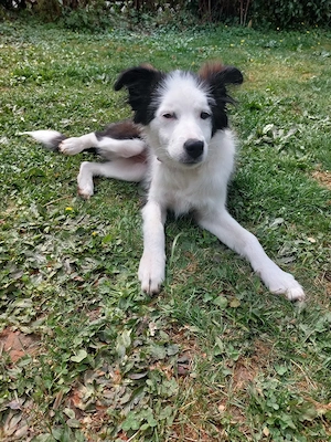 Aussi Mix Hündin sucht dringend neues Zuhause 