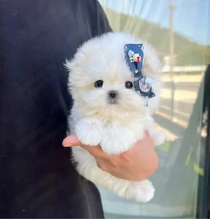 Entzückender Welpe auf der Suche nach einem liebevollen Zuhause     